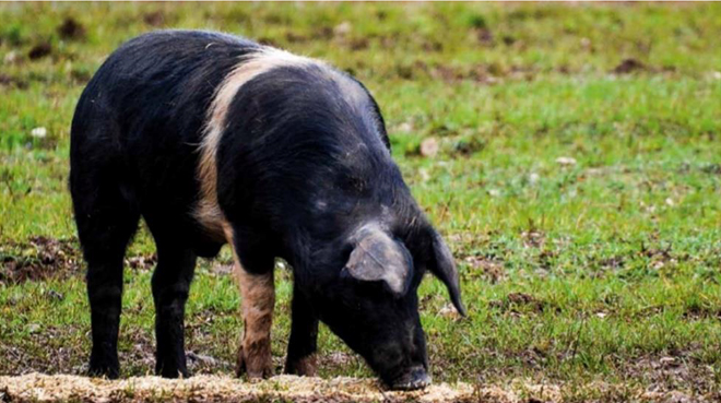Un documentario sul salame