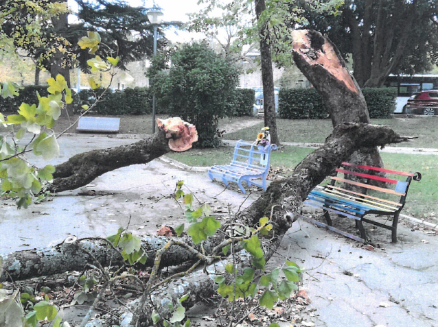 Primo censimento degli alberi