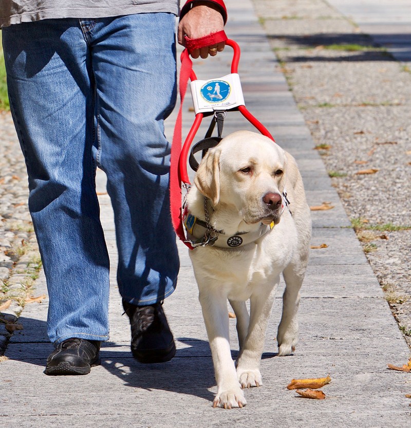 Il Lions ed un cane guida