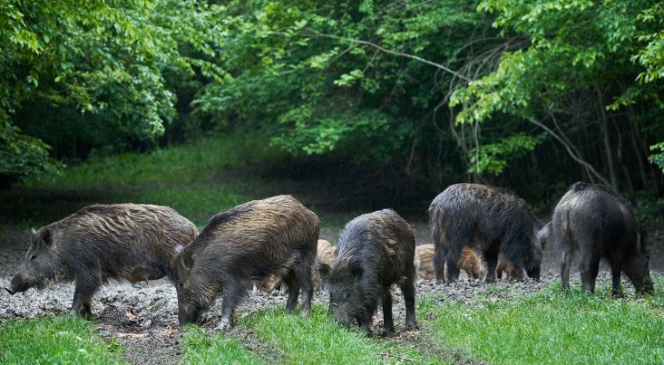 Un protocollo contro i cinghiali