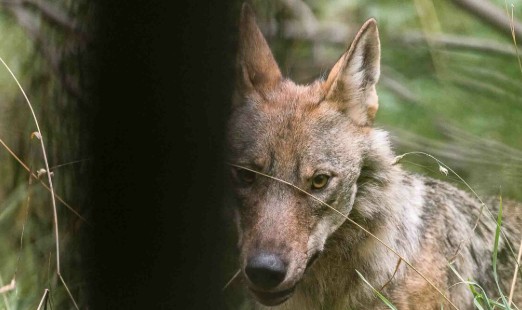 La gestione della presenza del lupo nella regione