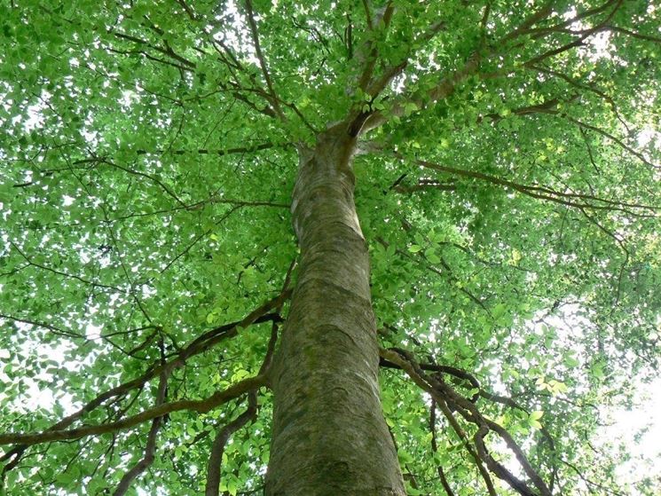 Gli alberi... ingestibili