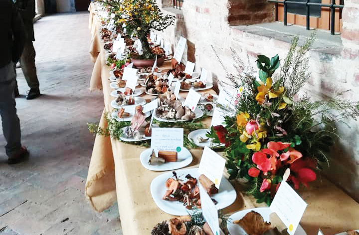 I funghi in mostra