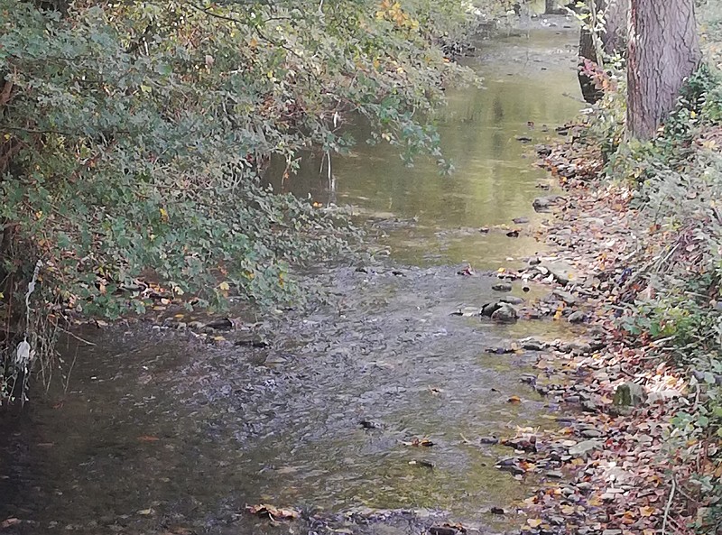 Per la pulizia del Giano