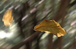 I disagi del vento